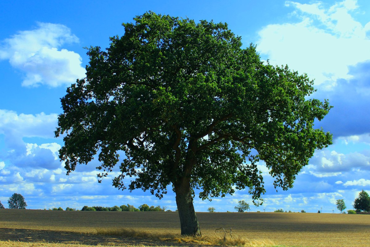 PSICOLOGIA DEL CICLO DI VITA: DALLE CONCETTUALIZZAZIONI DI SVILUPPO EVOLUTIVO INDIVIDUALE A QUELLO&nbsp;FAMILIARE